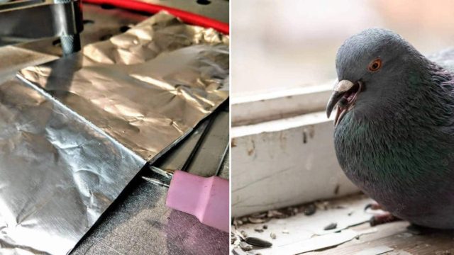 Παίρνει το αλουμινόχαρτο και το κόβει σε μικρές λωρίδες – Το αποτελεσματικό κόλπο για να διώξετε τα περιστέρια από το μπαλκόνι σας