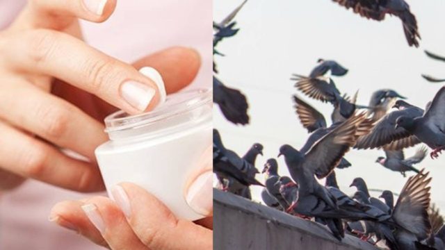Άπλωσε βαζελίνη στα σημεία όπου κουρνιάζουν τα περιστέρια και απαλλάχθηκε από ένα βασικό πρόβλημα