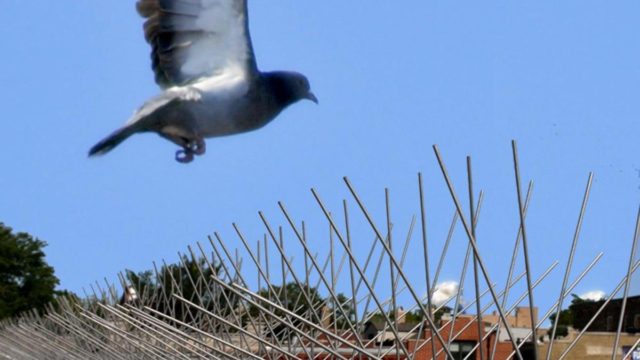 Τέλος στα απωθητικά καρφιά: Αυτός είναι ο μοναδικός τρόπος για να διώξετε τα περιστέρια από το μπαλκόνι