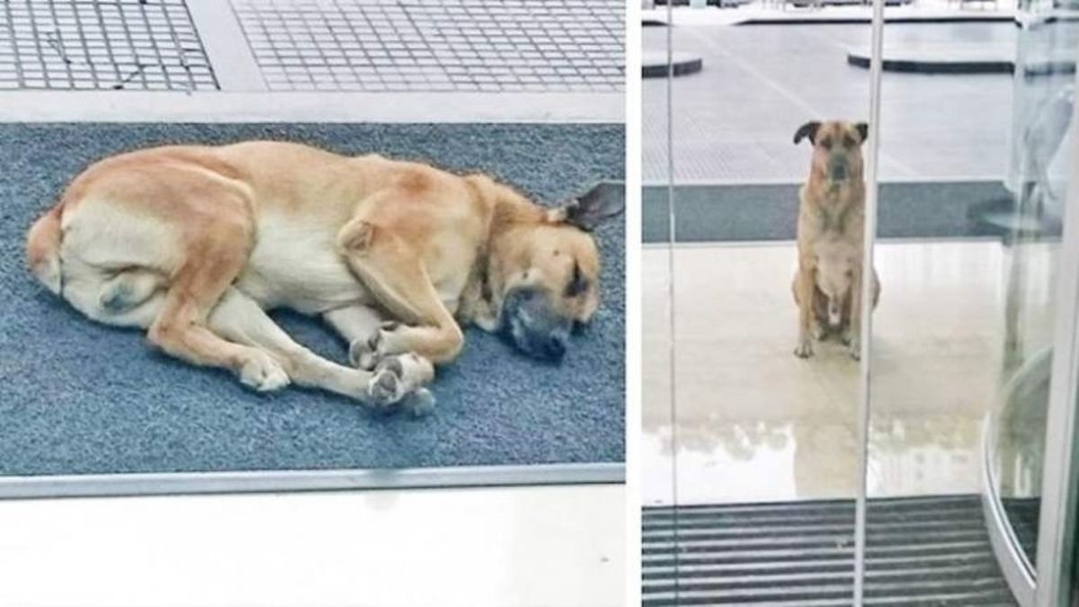 Ένα θλιμμένο αδέσποτο σκυλάκι κάθονταν έξω από το ξενοδοχείο της για 6 ολόκληρους μήνες – Μόλις καταλάβετε ποιον περίμενε, θα ξεσπάσετε σε δάκρυα