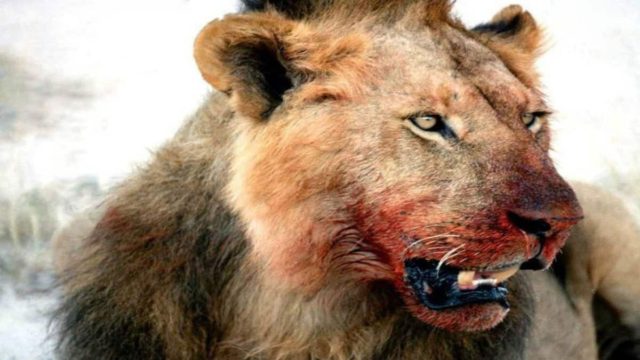 Αγέλη λιονταριών κατασπάραξε 3 λαθροκυνηγούς – Λουτρό αίματος στο σημείο