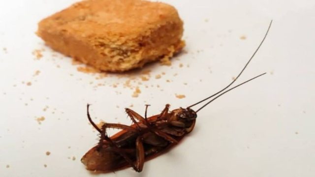 4+1 απλά κόλπα για να απαλλαγείς από τις κατσαρίδες σε ελάχιστο χρόνο!