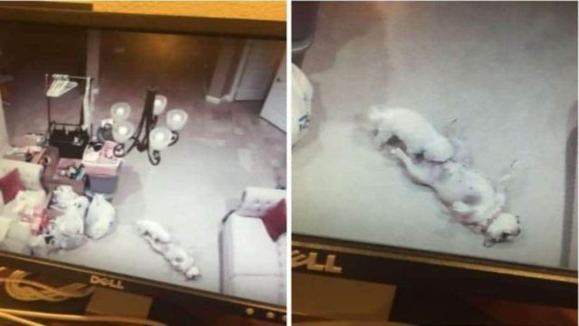 Τοποθέτησε κρυφή κάμερα στον γιο της για να τον παρακολουθήσει – Τελικά είδε τα σκυλιά της να κάνουν ό,τι πιο ντροπιαστικό!