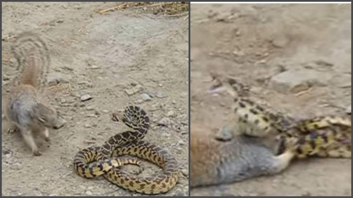 Φίδι επιτίθεται σε ανυπεράσπιστο σκίουρο για να τον φάει – Ακολουθεί η απόλυτη ανατροπή με την αντίδρασή του!