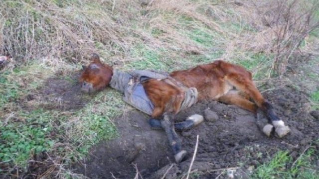 Αυτό το σκελετωμένο άλογο ήταν εγκαταλελειμένο…Η μεταμόρφωή του θα σας συγκινήσει!
