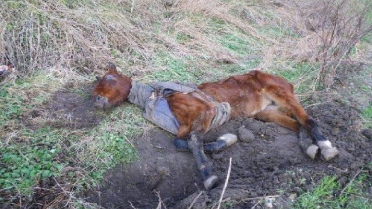Αυτό το σκελετωμένο άλογο ήταν εγκαταλελειμένο…Η μεταμόρφωή του θα σας συγκινήσει!