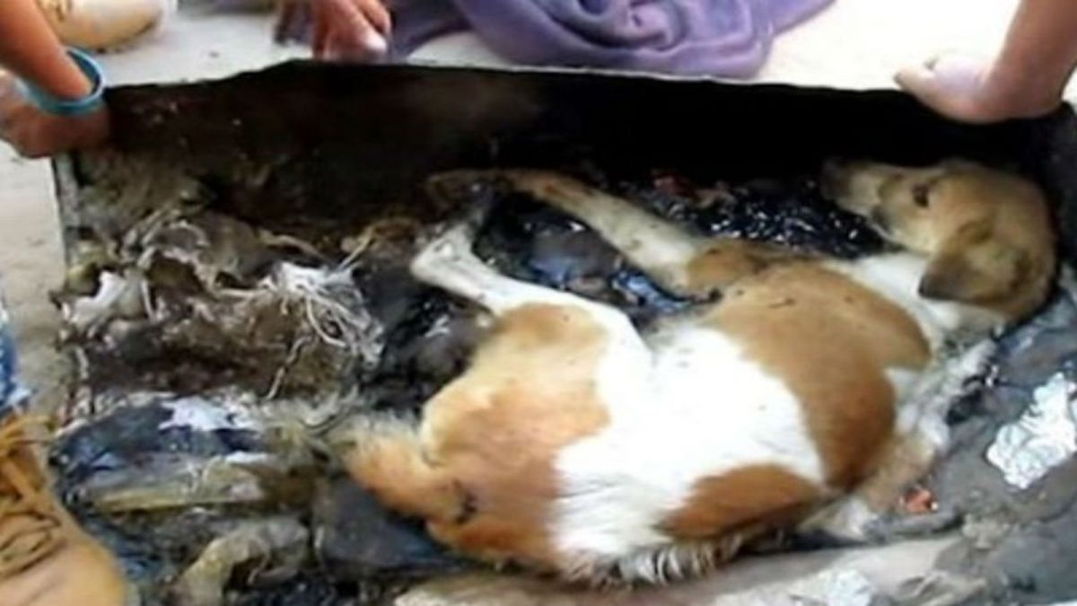 Είδαν τον σκύλο μέσα στο βαρέλι και προσπάθησαν να τον βγάλουν – Μόλις όμως κατάλαβαν τι του είχαν κάνει, έπαθαν σοκ