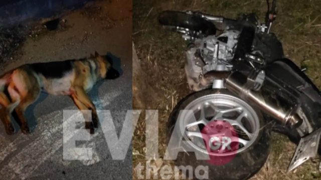 Τραγωδία στην άσφαλτο: Νεκρός 47χρονος γιατρός σε τροχαίο με μοτοσικλέτα – Η μοιραία σύγκρουσή του με σκύλο (video)