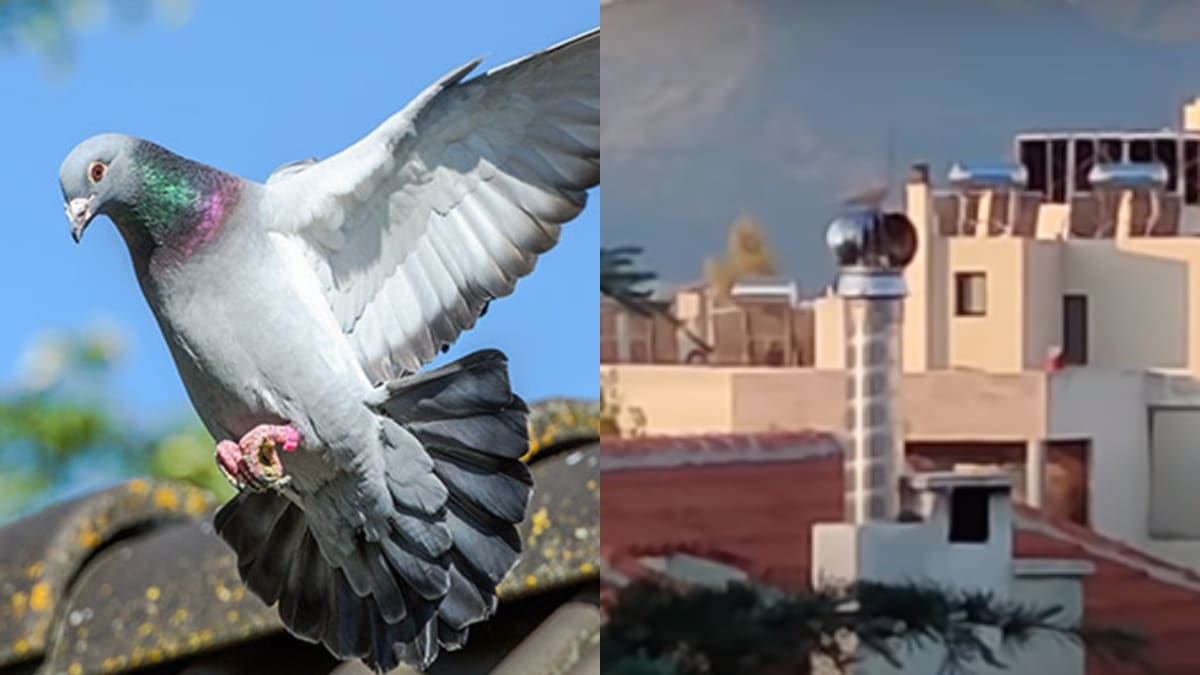 Κρυφή κάμερα “πιάνει” περιστέρι σε φουγάρο καμινάδας – Όταν δείτε τι κάνει θα κρατάτε την κοιλιά από τα γέλια