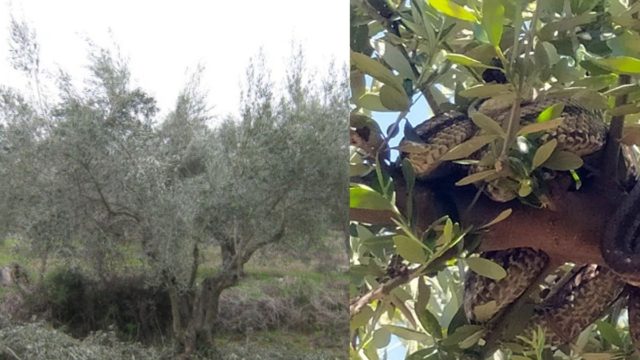 Αγρότης έκανε εργασίες στο χωράφι, όταν αντίκρυσε στο δέντρο κάτι που τον “πάγωσε”