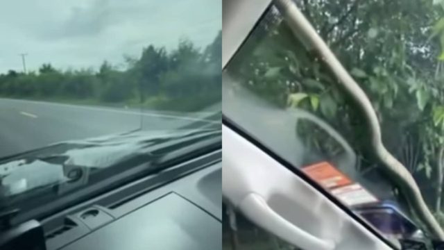 Οδηγούσε αμέριμνος στην φύση, όταν ξαφνικά είδε κάτι τρομακτικό στο παμπρίζ του αυτοκινήτου