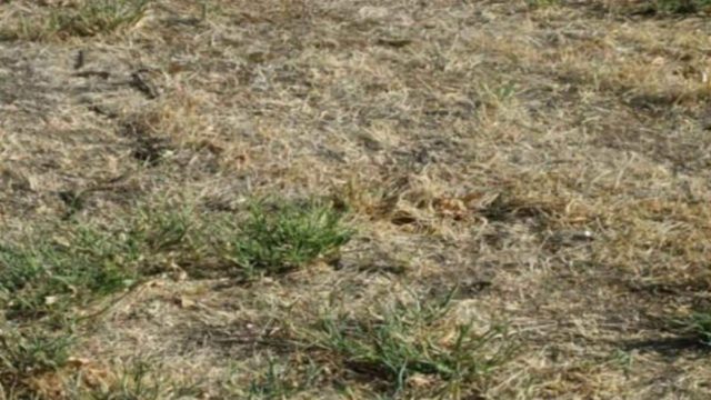 Τεστ παρατηρητικότητας: Εσείς μπορείτε να εντοπίσετε το καμουφλαρισμένο φίδι σε λιγότερο από 1′