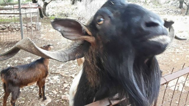 Ένας τράγος πέφτει από μια πολυκατοικία… – Το καμένο ανέκδοτο της ημέρας (19/1)