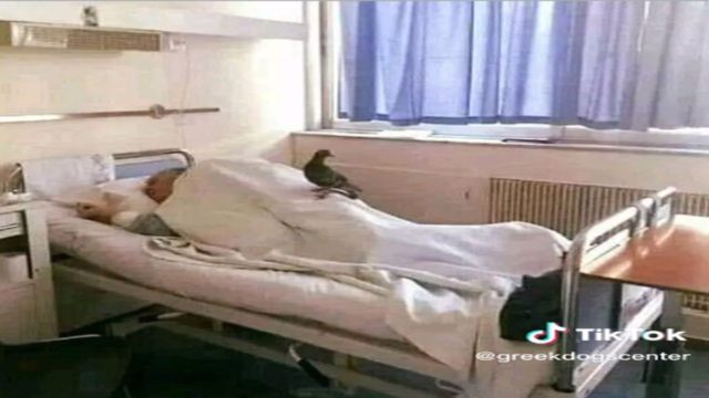 Αυτό το περιστέρι επισκεπτόταν επί 23 ημέρες έναν ασθενή στο νοσοκομείο – Όταν μάθετε τον λόγο δεν θα σταματήσετε να κλαίτε