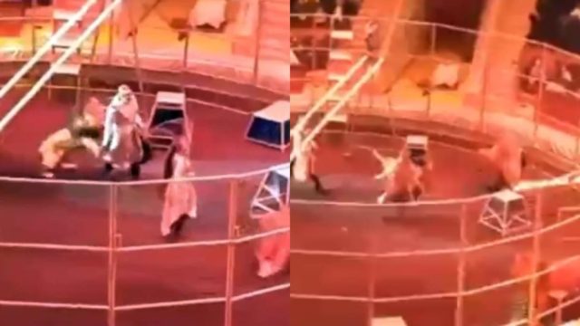 Τρομακτικό βίντεο: Λιοντάρι επιτίθεται σε εκπαιδευτή σε τσίρκο στη Ρωσία – Αυτό που ακολουθεί θα σας “παγώσει”