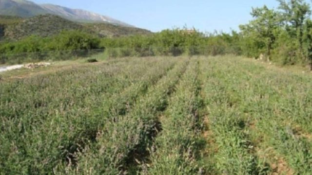 Αυτό είναι το φυτό – βότανο της αθανασίας: Υπάρχει παντού στην Ελλάδα