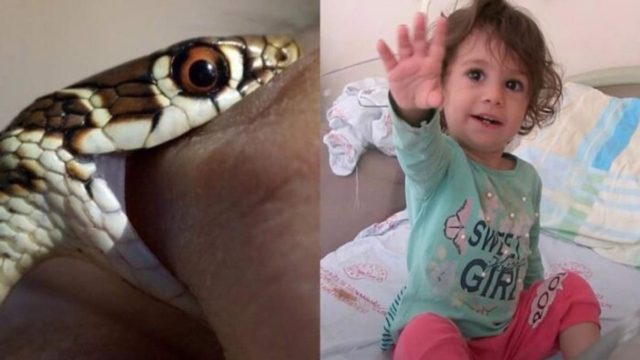 «Πάγωσαν» οι πάντες με την επική μάχη μωρού με φίδι – Επιτέθηκε σε 2χρονη και εκείνη το δάγκωσε
