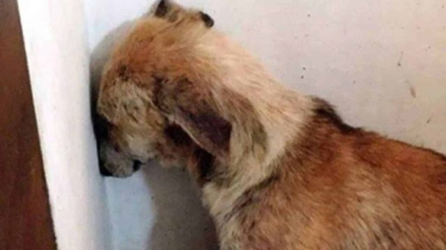 Αυτός ο σκύλος είχε κακοποιηθεί τόσο άγρια που φοβόταν ακόμη και να κοιτάξει τους ανθρώπους – Αν δείτε πως είναι σήμερα θα σας ραγίσει η καρδιά!