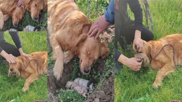 Σκυλίτσα σκάβει τον τάφο των μικρών της! Το σπαρακτικό βίντεο και η άρνηση να τα αφήσει από το στόμα της – Το γοερό κλάμα που ανατριχιάζει