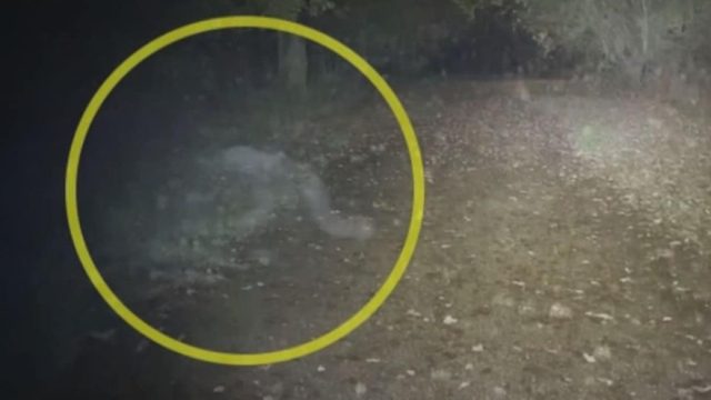 Έβγαλε τον σκύλο του βόλτα – Αυτό που κατέγραψε με την κάμερα δεν θα το ξεχάσει ποτέ (Video)
