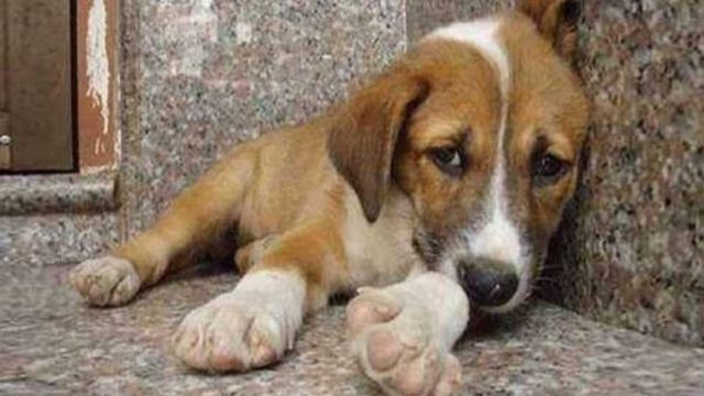 Έβαλαν κρυφή κάμερα σε έναν αδέσποτο σκύλο – Αυτό που κατέγραψαν, ραγίζει καρδιές…