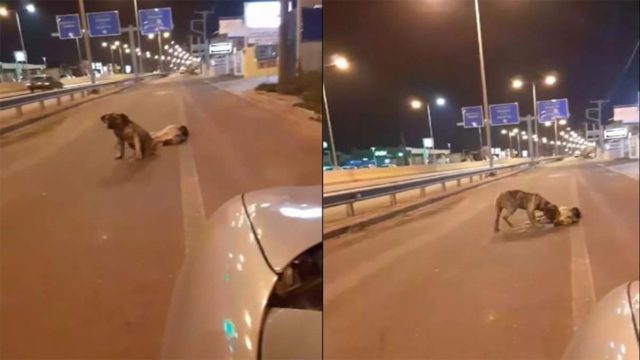 Θα λυγίσετε: Συγκλονίζει η ιστορία δύο σκυλιών στην Κρήτη – Το ένα έχασε τη ζωή του και το άλλο αρνείται να το εγκαταλείψει (video)