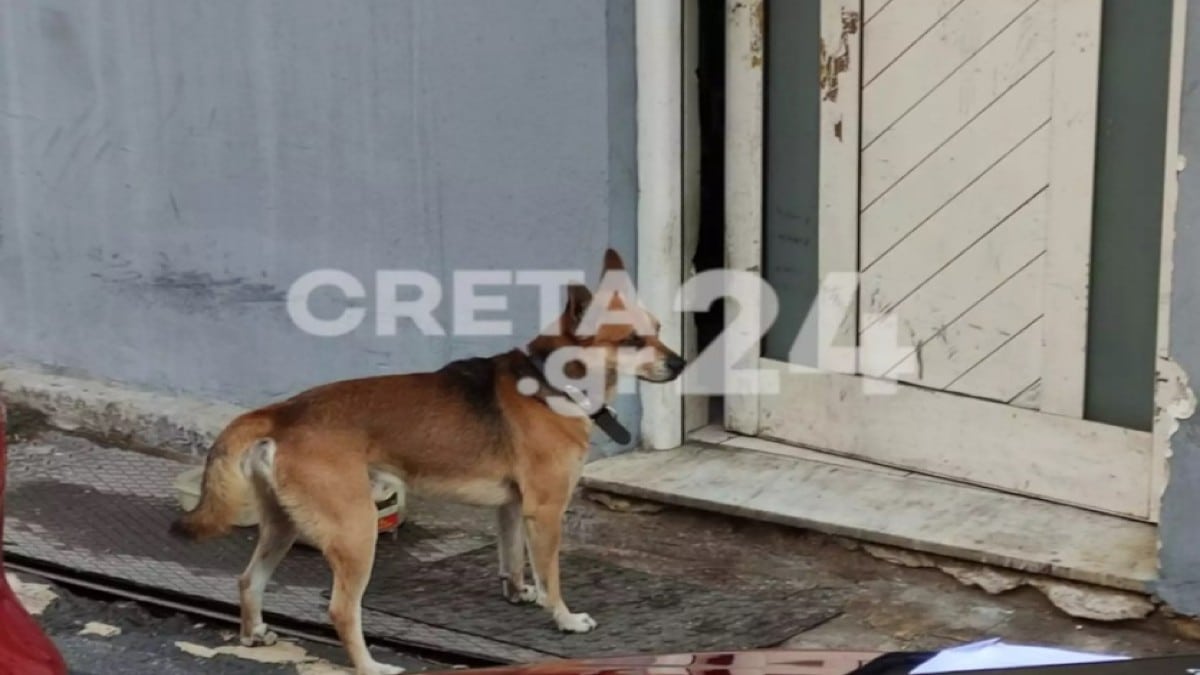 Χανιά: “Ραγίζει” καρδιές το σκυλί του 53χρονου που βρέθηκε δολοφονημένος – Περιμένει έξω από το σπίτι (Video)