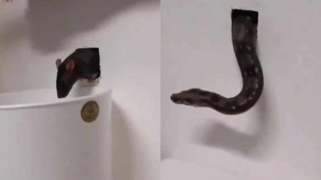 Κανένα ποντικοφάρμακο: Το κόλπο με το φίδι για να απαλλαγείτε οριστικά από τα ποντίκια