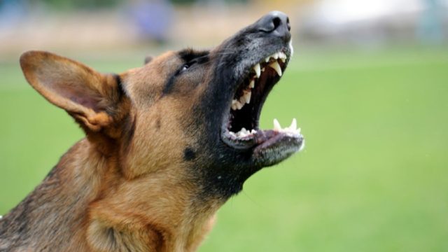 Τρόμος στο Πανεπιστήμιο Πάτρας: Αδέσποτο έστειλε φύλακα στο νοσοκομείο!