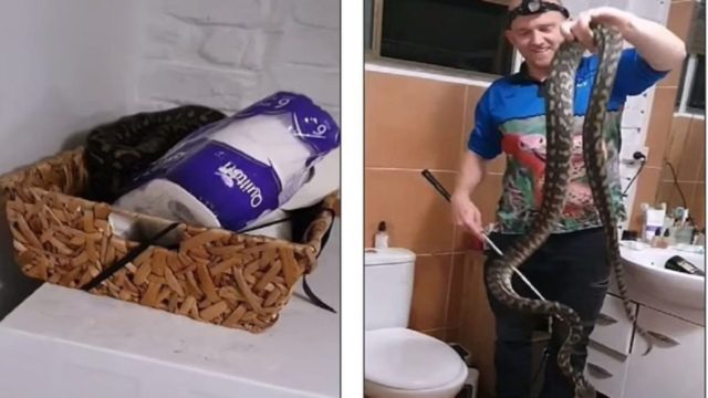 Οικογένεια ανακάλυψε τεράστιο φίδι κουλουριασμένο μέσα στο χαρτί τουαλέτας του – Θα «παγώσετε» με αυτό που θα δείτε