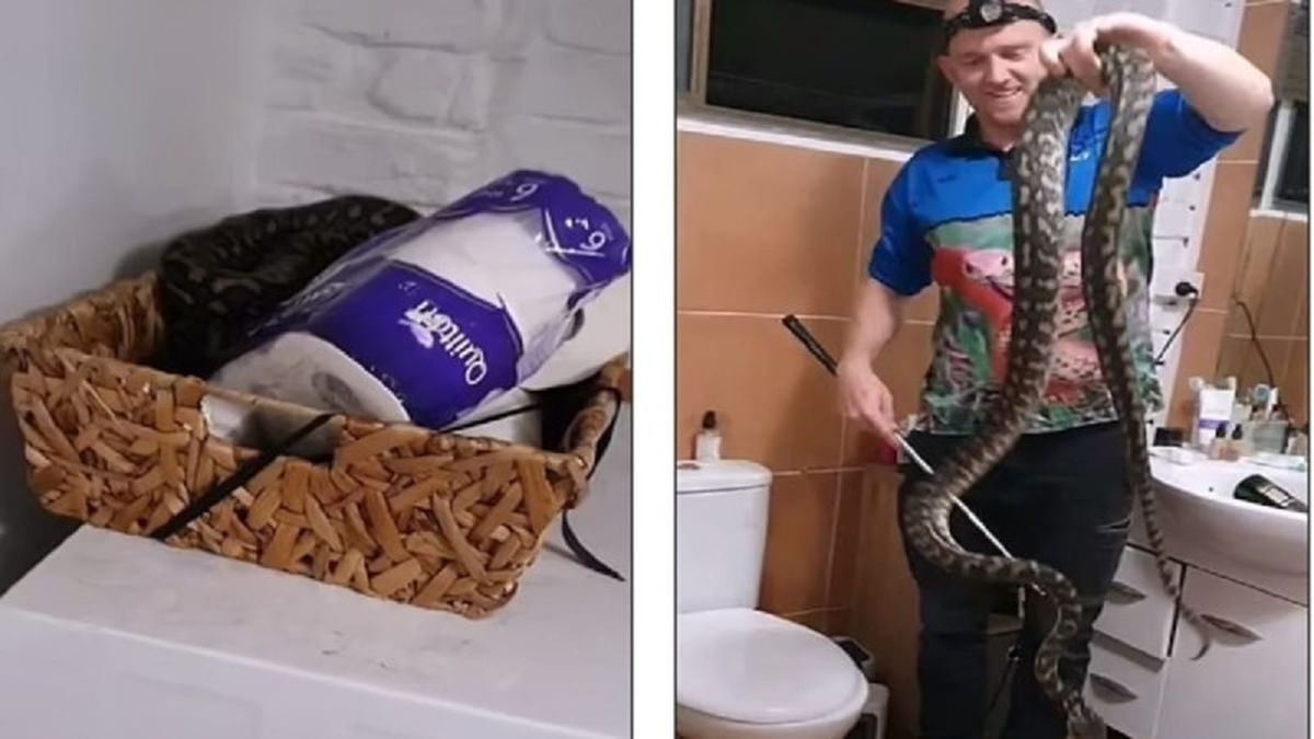 Οικογένεια ανακάλυψε τεράστιο φίδι κουλουριασμένο μέσα στο χαρτί τουαλέτας του – Θα «παγώσετε» με αυτό που θα δείτε