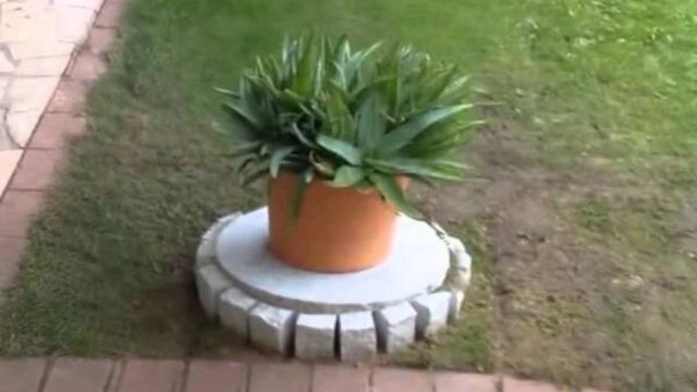 Κάτι που όλοι θα θέλαμε: Βλέπει στον κήπο αυτό το φυτό, αλλά μόλις παρατηρεί τι κρύβεται κάτω από τη γλάστρα «ουρλιάζει»