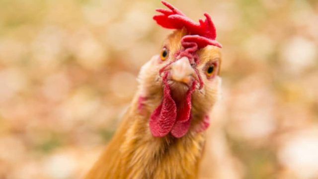 Γιατί οι κότες δεν πηδάνε από την ταράτσα… Το καμένο ανέκδοτο της ημέρας (16/2)
