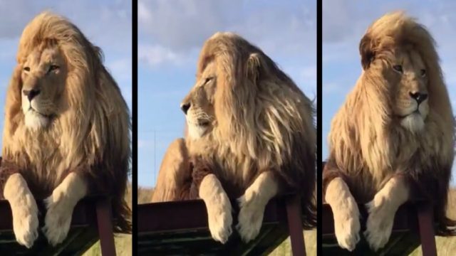 Λιοντάρι με viral χαίτη σα να βγήκε από κομμωτήριο – Θα το ζήλευε και ο Τρύφωνας Σαμαράς! (video)