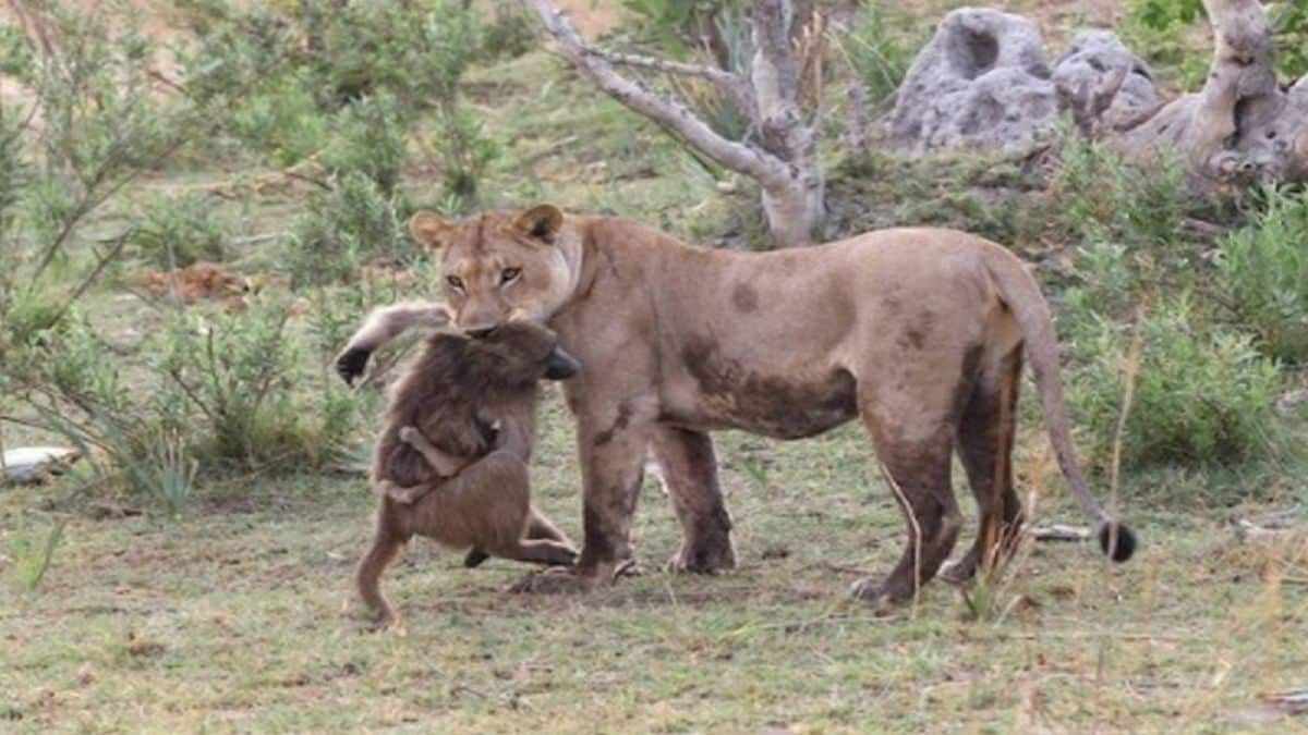 Θηλυκό λιοντάρι σκοτώνει μπαμπουίνο και ανακαλύπτει το μωρό του. Αυτό που ακολούθησε μετά είναι αξιοπερίεργο!