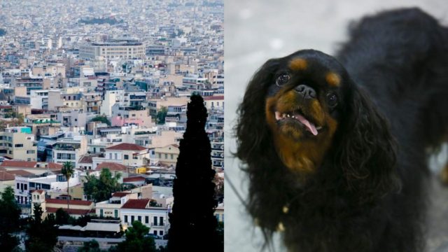 Περιοχή της Αθήνας με τα περισσότερα σκυλιά… Το καμένο ανέκδοτο της ημέρας (1/2)