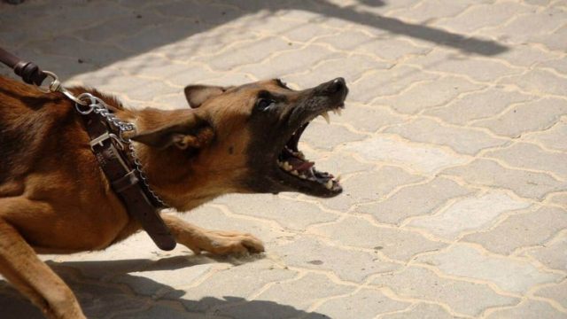 Σοκαριστική τραγωδία στην Αγγλία: 4χρονη σκοτώθηκε από επίθεση σκύλου