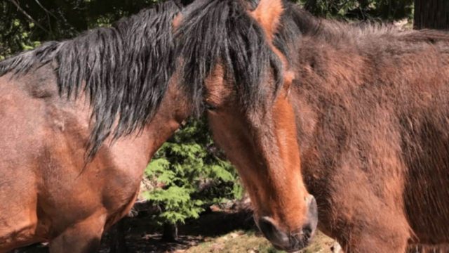 Μπορείτε να εντοπίσετε ποιο κεφάλι ανήκει στο κάθε άλογο; Το 98% των ανθρώπων απέτυχε!