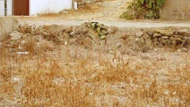 Viral οπτικό κουίζ: Το 95% των ανθρώπων δεν μπορούν να βρουν τη γάτα σε λιγότερο από 30 δευτερόλεπτα – Εσύ μπορείς;