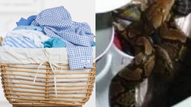 Άνοιξε το πλυντήριο να βγάλει την μπουγάδα όταν ανάμεσα στα ρούχα αντίκρυσε έναν απρόσκλητο επισκέπτη