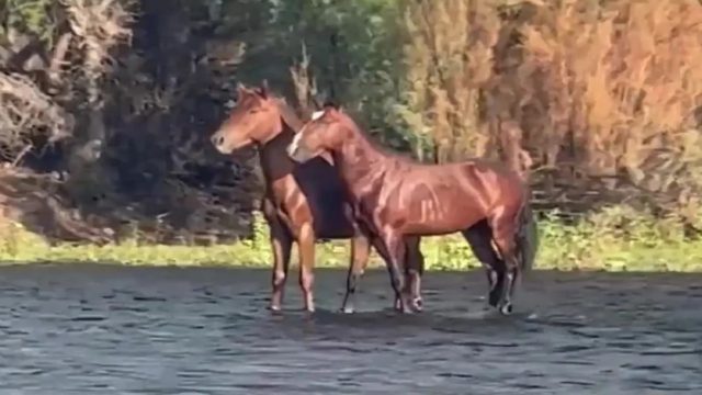 Viral το βίντεο: Οφθαλμαπάτη που «τρελαίνει» τους θεατές