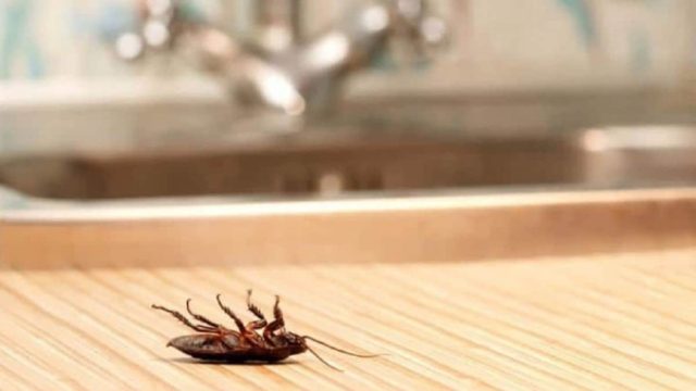 Κατσαρίδες στο σπίτι: 7 φυσικοί τρόποι για οριστικό τέλος στον «εφιάλτη»