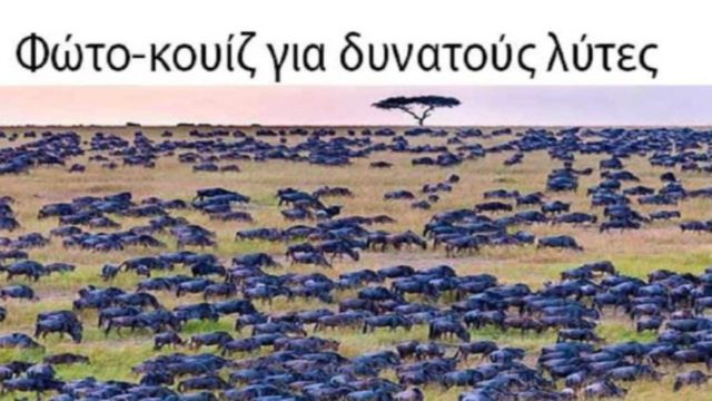 98% των ανθρώπων δεν μπορεί να βρει την ζέβρα σε αυτή την φωτογραφία – Εσύ μπορείς;