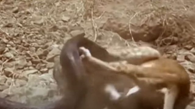 Μάχη μέχρι θανάτου: Λιοντάρι εναντίον γιγάντιου φιδιού – Το σοκαριστικό φινάλε