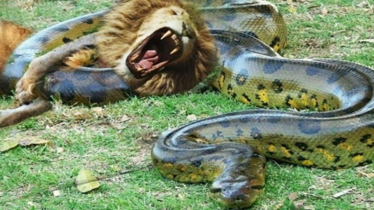 «Κολοσσαίο» η ζούγκλα – Επική μάχη λιονταριού με γιγαντιαίο φίδι! (Video)