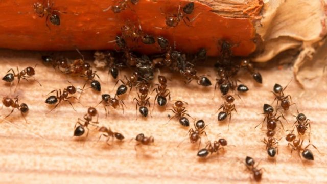 Ακαριαίος θάνατος για τα μυρμήγκια: Τα 4 tips για να τα εξαφανίσετε στη στιγμή