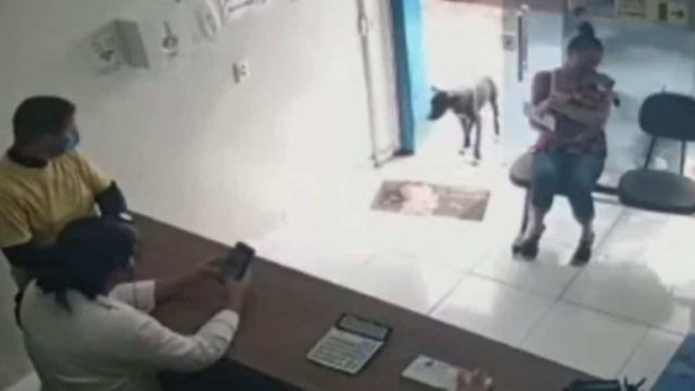 Άρρωστος σκύλος μπαίνει σε ιατρείο για να ζητήσει βοήθεια – Η αντίδραση των γιατρών συγκλονίζει (video)