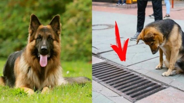 Αυτός ο σκύλος κοιτούσε τον υπόνομο καθημερινά – Όταν άνθρωποι άνοιξαν την καταπακτή, τα έχασαν!