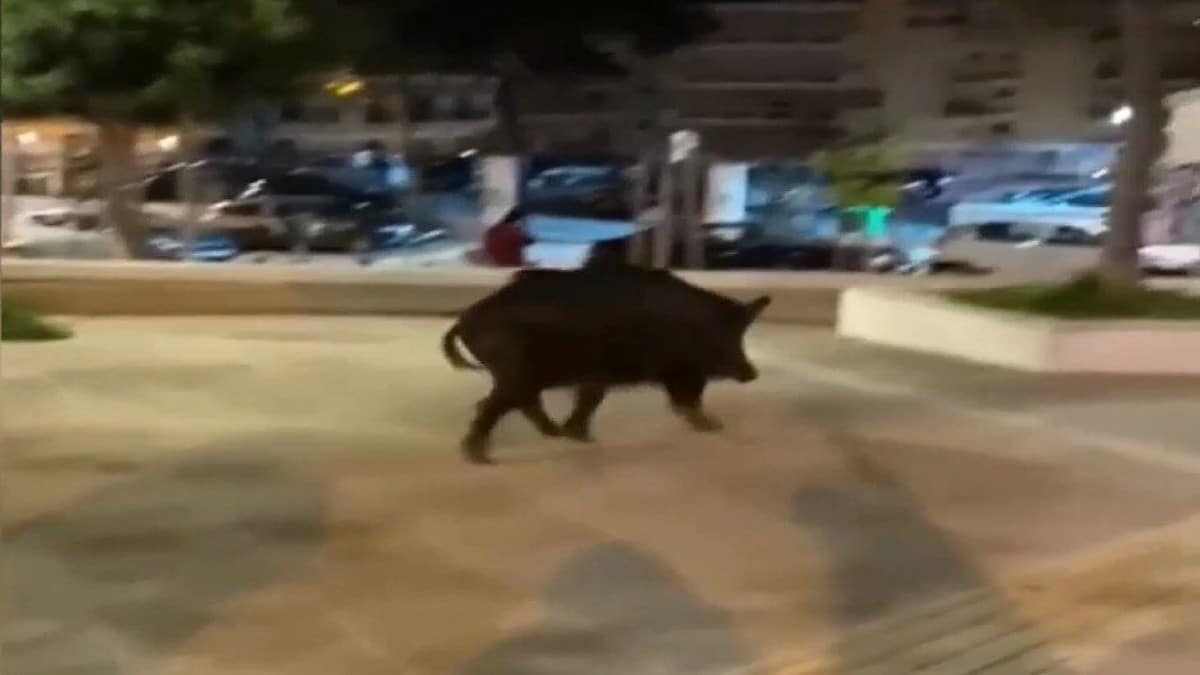 Viral: Αγριογούρουνο κινείται ατάραχο σε πάρκο της Θεσσαλονίκης – Το βίντεο που κάνει τον γύρο του διαδικτύου