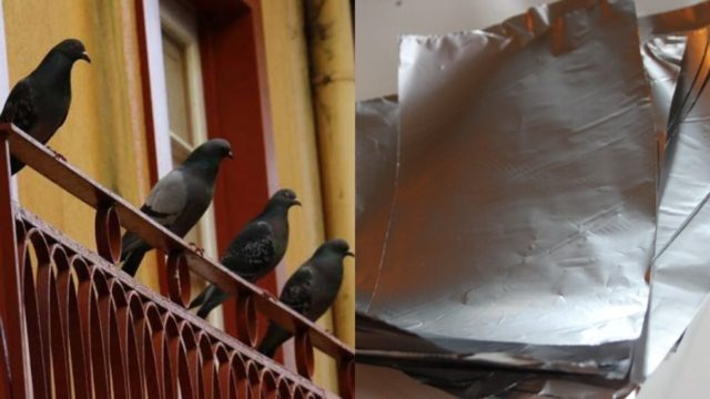 Περιστέρια στο μπαλκόνι: Το κόλπο με το αλουμινόχαρτο για να τα διώξετε μια και καλή
